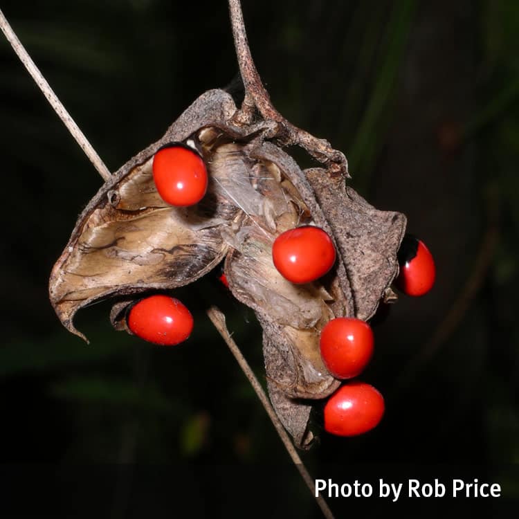 Crab’s eye fruit are pods, dark grey, splitting to reveal bright red and black seeds when ripe.