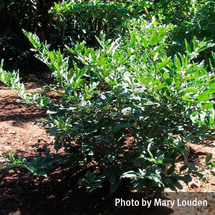 Jerusalem cherry shrub