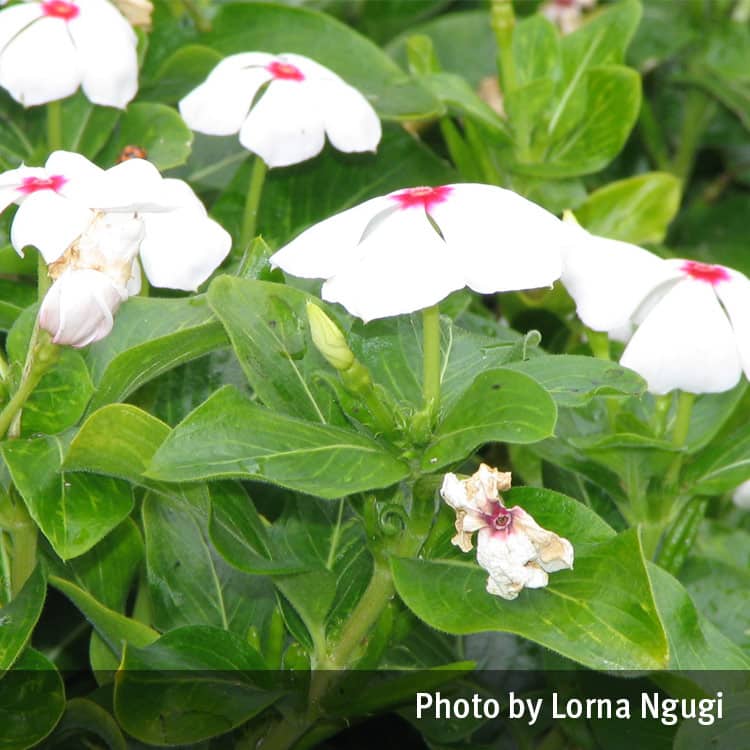 Periwinkle white flowers