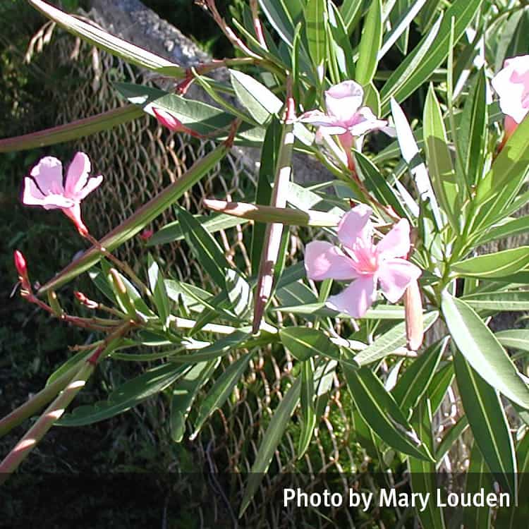 Pink oleander stem with flowers