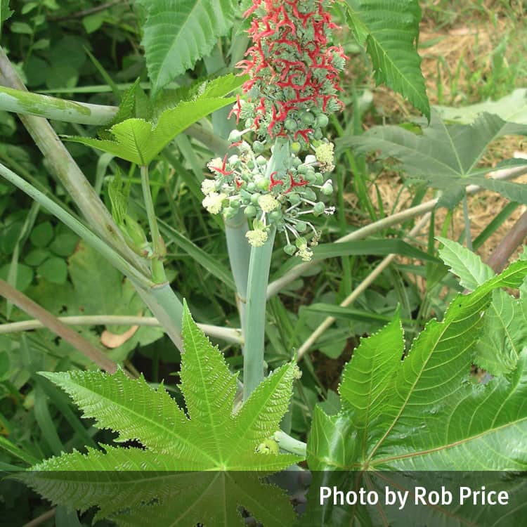 Castor oil plant flowers