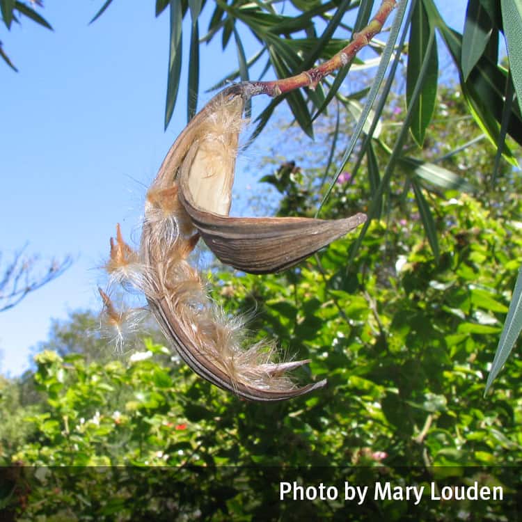 Pink oleander seed pod
