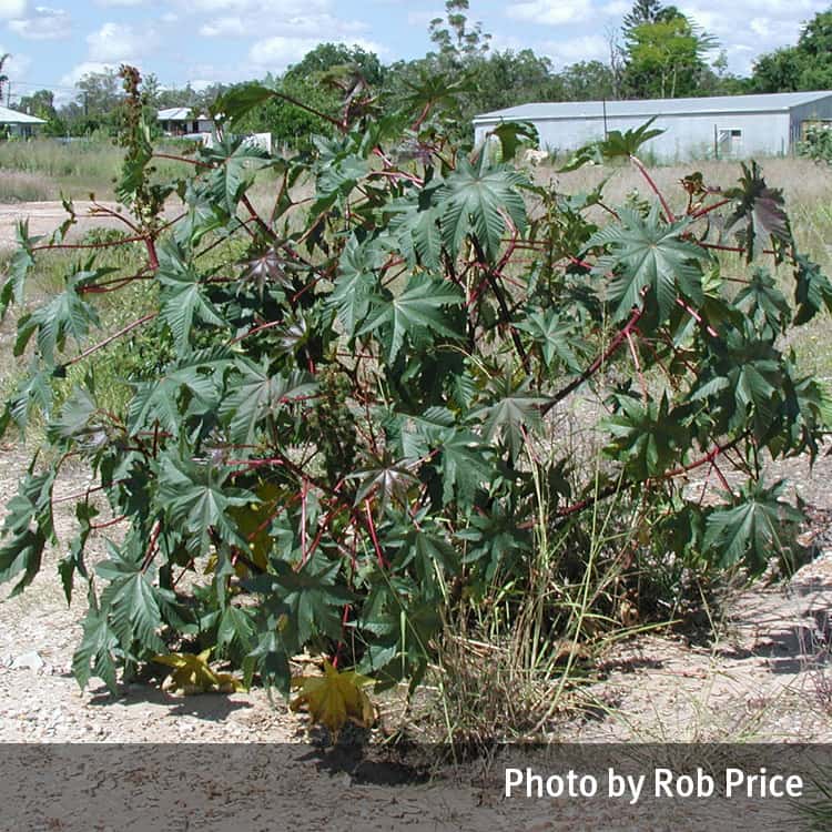 Castor oil plant shrub