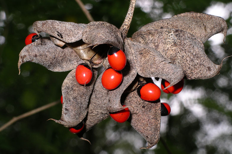 Crab’s eye fruit are pods, dark grey, splitting to reveal bright red and black seeds when ripe.